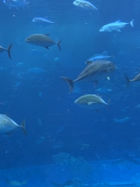 9/8（水）【平日夜イベント】水族館&プラネタリウムinソラマチ