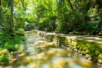 「夏を感じに等々力渓谷へ行こう！」