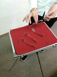 誰でも大歓迎　マジックサークル