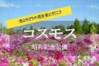 【昭和記念公園×コスモス】圧巻・都内最大！色とりどりのコスモスを見に行こう〜！