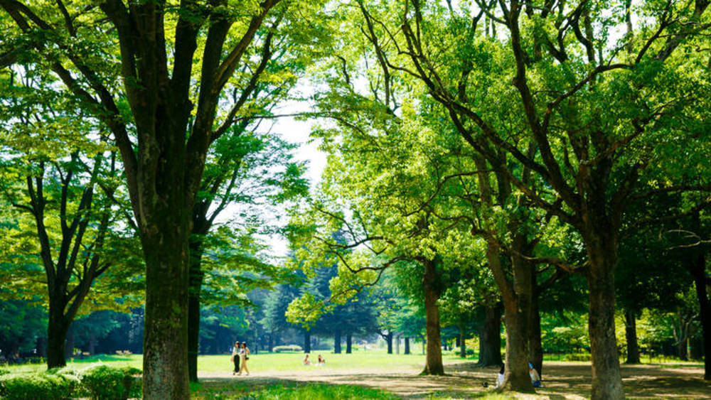 【U27限定】代々木公園でピクニック！！