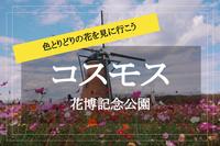 【花博記念公園×コスモス】今が見頃です！美しく咲くコスモスを見て癒されよう〜！