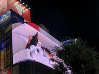 【英語×渋谷開催】 20代・30代中心の超初心者英会話ディスカッション・プレゼンテーション