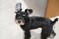 ドッグカフェでオフ会しましょ〜🐶