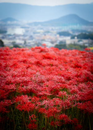 【旅撮】2021/9/20月祝　秋の欲張り撮影会（中秋の名月・コスモス・ヒガンバナ）