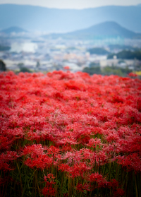 【旅撮】2021/9/20月祝　秋の欲張り撮影会（中秋の名月・コスモス・ヒガンバナ）