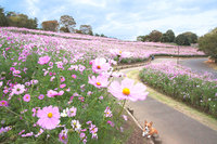 「コスモス畑へ行ってみよう！！前日割りします～」