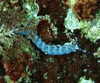 9月16日(木) 城ヶ島スキンダイビング