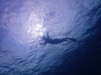 9月22日(水)〜23日(木) 城ヶ島スキンダイビング