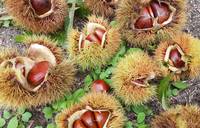 9/26日曜【名古屋駅・少人数制】秋食材&お手製おつまみパーティ+飲み放題!★気軽に楽しく週末グルメ会♪【ネクステde秋グルメ会】