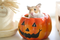 「ハロウィーンピクニックしよう！早割中」