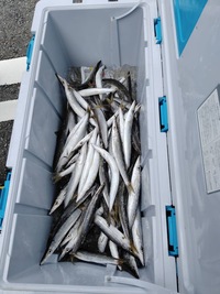 プレジャーボートから魚釣りエンジョイプラン！初心者歓迎