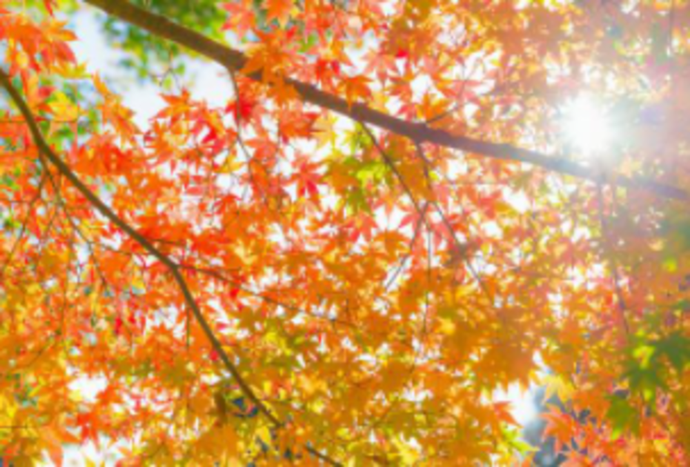 秋の新宿御苑で紅葉と散歩を楽しもう♪