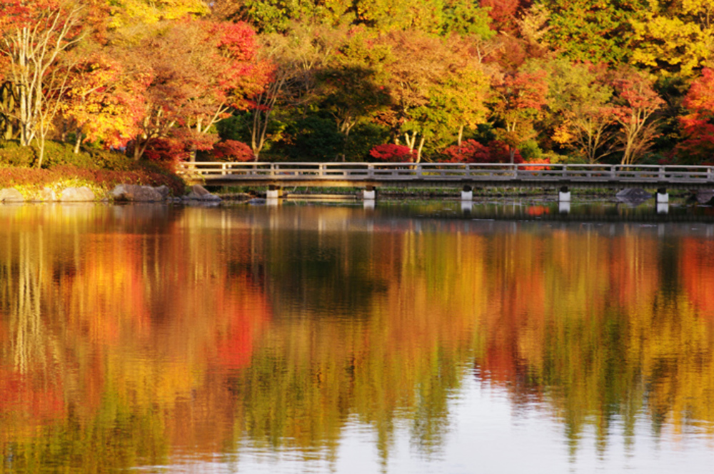 「紅葉を見に昭和記念公園へ行こう！早割中」