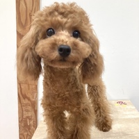 「子犬カフェに行こう！究極の癒し」