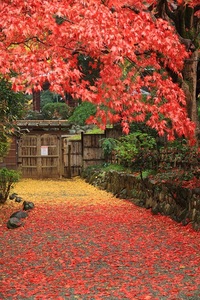「紅葉を見に百草園へ行こう！早割中」