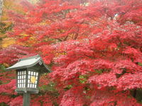 「紅葉を見に高幡不動尊へ行こう！早割中」