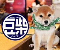 「豆柴カフェへ行こう！」究極の癒し