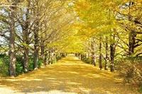 【昭和記念公園×カメラ】いちょうの写真を撮りに行こう✨