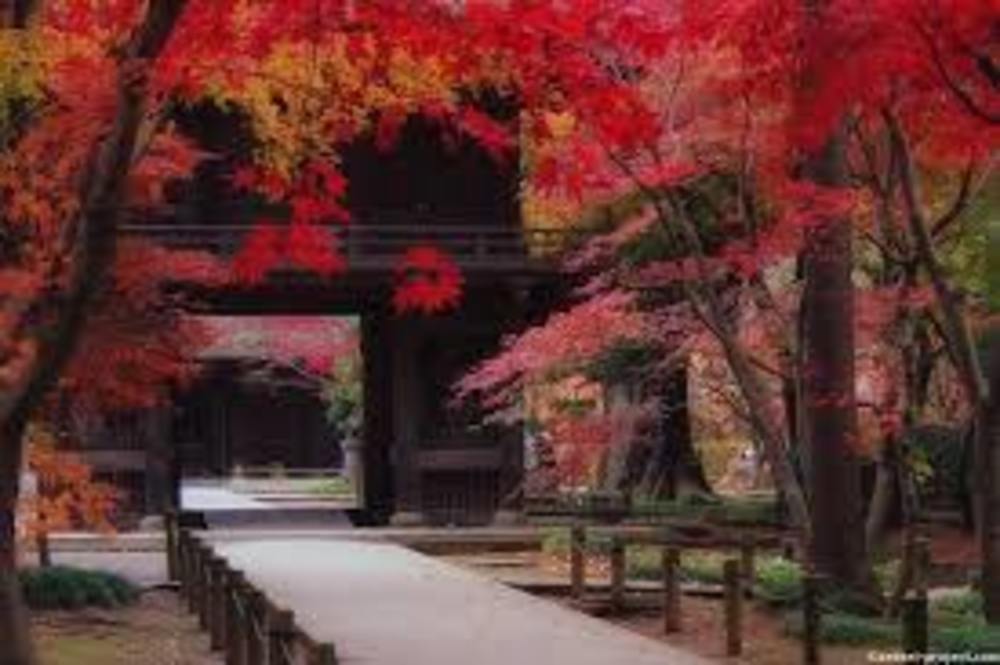 【カメライベント】埼玉県新座市の平林寺へ、紅葉を求めてフォトウォーク