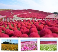 東京写真サークル・ひたち海浜公園コキアとコスモス撮影会2021