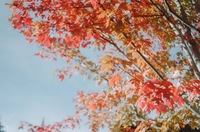 紅葉を撮る会🍁＠札幌市内某所にて予定！