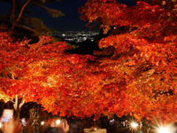 大山寺紅葉！（ライトアップも）
