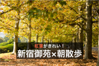【新宿御苑モーニングウォーク】朝のすがすがしい時間に紅葉を見ながら歩こう！