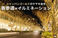【表参道×イルミネーション】ケヤキ並木がシャンパンゴールドに輝く表参道を歩こう！