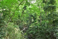 【等々力渓谷×紅葉見に行こう🍁】
