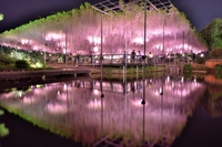 【日本三大イルミネーション🌟あしかがフラワーパークへ行こう！！】