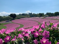 【散策　くりはま花の国へ行こう！】