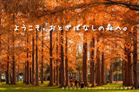 水元公園・メタセコイアの森撮影会〜時空を超える森〜