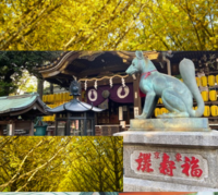 NEWルートお散歩オフ会 インスタ映え銀杏並木と都内有数の稲荷神社パワースポット巡り