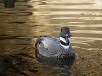 【都内でバードウォッチング】休日に皇居を散歩しながら鳥を観察しよう！