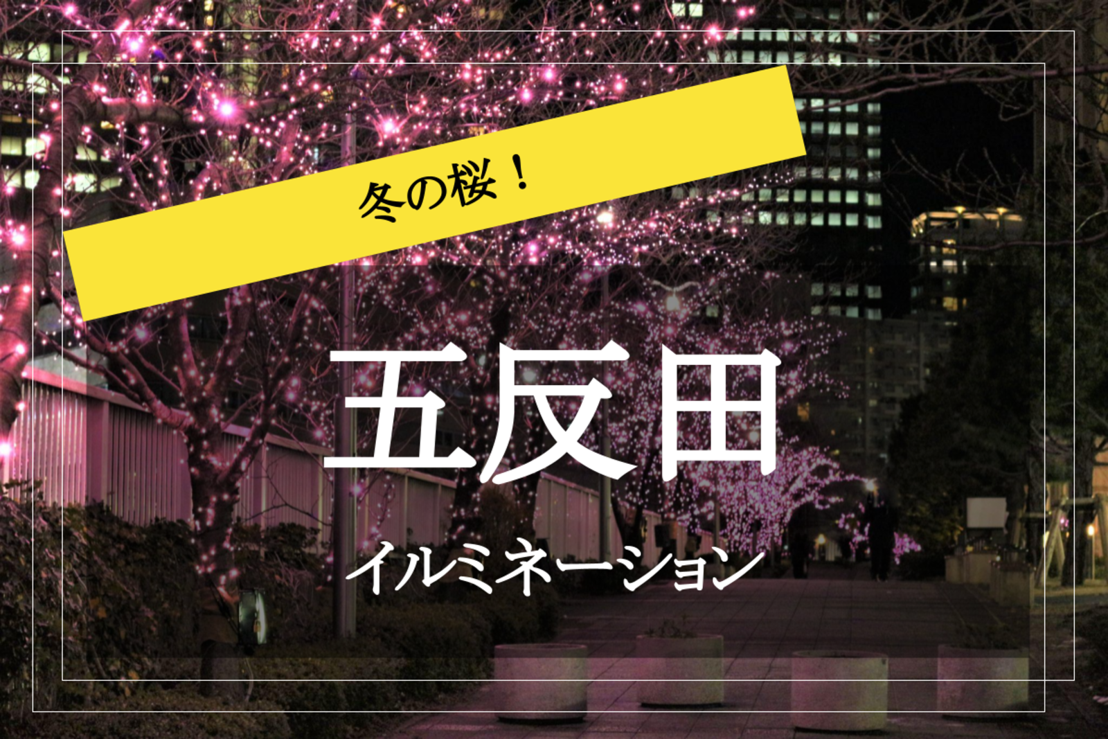 【五反田×イルミネーション】冬の桜が満開！？光り輝くイルミネーションを見ながら目黒川沿いを歩こう～！