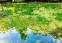 12/29 (水) 人気急上昇中の栃木のインスタ映えスポットでおしゃべりしながら友達作りのイベント in 出流原弁天池