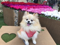 🐶ワンコオフ会🐶ボードゲーム❤️