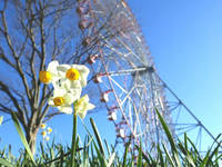 【カメライベント】葛西臨海公園で水仙とか、ゆるーくフォトウォーク