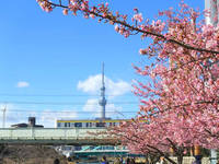 【カメライベント】早春の江戸川区平井の旧中川沿い河川敷で河津桜とか、ゆるーくフォトウォーク
