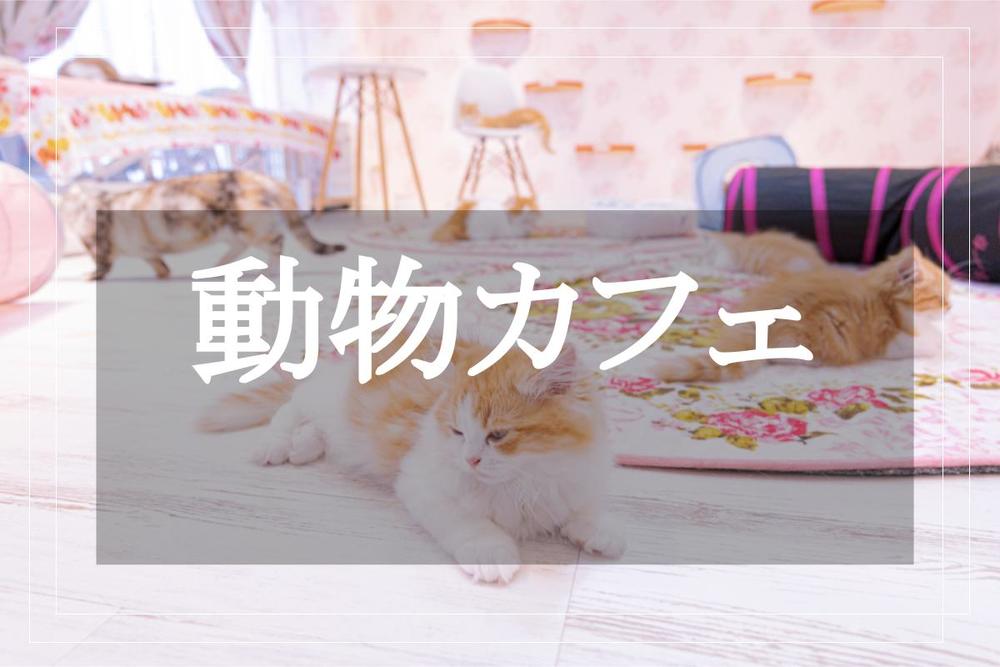 【猫カフェへいこう！】キュートな猫たちと触れ合って、癒やされよう〜！