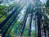 アウトドア野郎会5/3,4 養蜂体験＆蜂蜜食べ比べ企画
亀岡大自然の川でキャンプ 