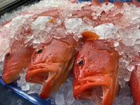 3/12(土）豊洲市場を見に行こう🐟