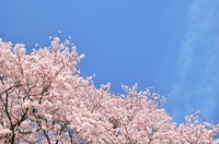 4/2(土)ゆるピクニック☀️ 【11回目】