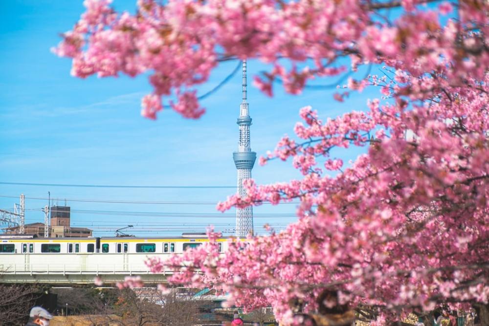 【カメライベント】旧中川沿いの河津桜を撮りに行こう！