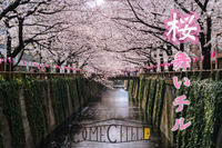 早割アリ【花見×ピクニック】in 公園😆第116回