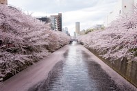 🌸お花見散策🌸【目黒川×散策】第20回街ぶらり旅