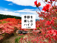 100万本のツツジを見に行こう。
ゆるく楽しく、ツツジを見ながらハイキング