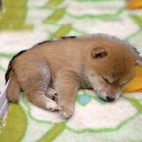 平成生まれ限定企画！豆柴カフェで動物もふもふ
