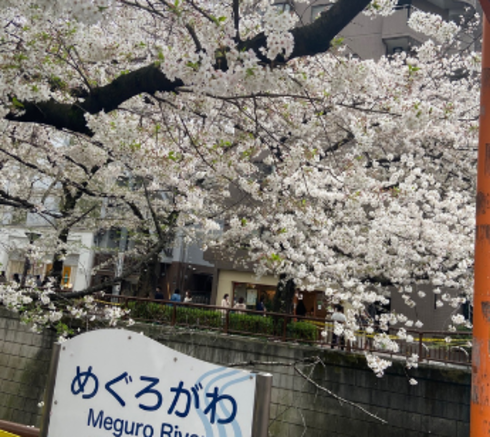 恵比寿駅スタート　NEWコースお散歩オフ会  恵比寿スタート　お花見神社御朱印パワースポット巡り